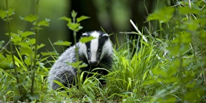 Insectivorous Prints: Eurasian Badger (Meles meles) cub