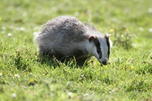 Eurasian Badger (Meles meles) cub, foraging in daylight after long dry spell, Steyning, West Sussex, England, june