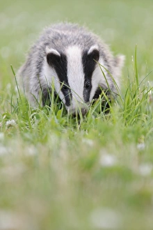 Eurasian Badger (Meles meles) cub, standing amongst flowering clover in meadow, Blithfield, Staffordshire, England