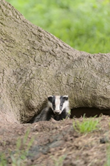 Eurasian Badger (Meles meles) cub, looking out from sett entrance under oak tree, Blithfield, Staffordshire, England