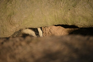 Eurasian Badger (Meles meles) cub, looking out from sett entrance, Blithfield, Staffordshire, England, June
