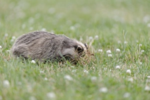 Eurasian Badger (Meles meles) cub, grubbing for food amongst flowering clover in meadow, Blithfield, Staffordshire
