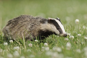 Eurasian Badger (Meles meles) cub, standing amongst flowering clover in meadow, Blithfield, Staffordshire, England
