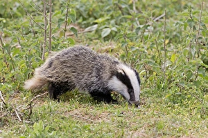 Eurasian Badger (Meles meles) cub, foraging during daylight, Suffolk, England, May