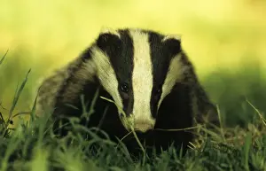 Badger Prints: Eurasian Badger (Meles meles) Cub foraging at sunset - Derbyshire, England