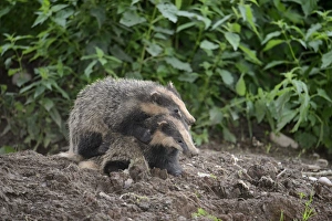 Blithfield Prints: Eurasian Badger (Meles meles) two cubs