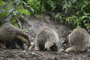 Eurasian Badger (Meles meles) three cubs, playfighting at sett entrance, Blithfield, Staffordshire, England, June