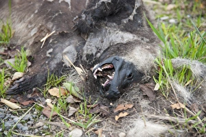 Eurasian Badger (Meles meles) dead adult, decomposing on roadside, Reaseheath, Nantwich, Cheshire, England, October