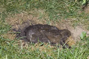 Dropping Prints: Eurasian Badger (Meles meles) droppings in latrine, England, August