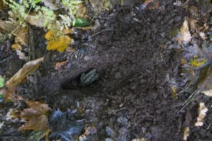 Dropping Prints: Eurasian Badger (Meles meles) droppings in scraped dung pit
