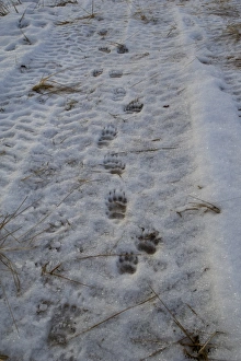 Foot Prints: Eurasian Badger (Meles meles) footprints in snow