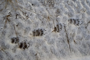 Eurasian Badger (Meles meles) footprints in snow, Dumfries and Galloway, Scotland, december
