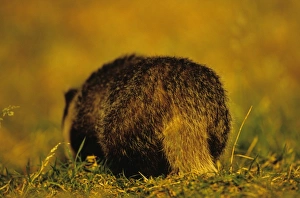 Eurasian Badger (Meles meles) rear view, foraging, Derbyshire, England