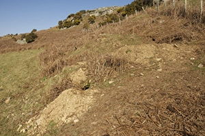Underground Prints: Eurasian Badger (Meles meles) sett, on edge of hillside field, North Wales, march