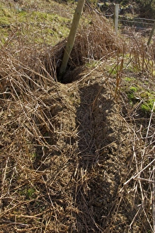 Eurasian Badger (Meles meles) sett, bedding trail into entrance hole beside fence, North Wales, march