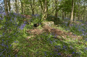 Eurasian Badger (Meles meles) sett, amongst trampled Bluebell (Endymion non-scriptus) flowering in woodland, New Abbey