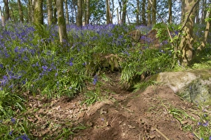 Eurasian Badger (Meles meles) sett, amongst trampled Bluebell (Endymion non-scriptus) flowering in woodland, New Abbey