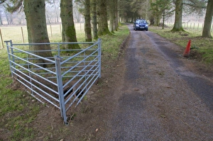 Eurasian Badger (Meles meles) sett, digging damage to estate road, Kinharvie, Dumfries and Galloway, Scotland, April