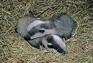 Badger Prints: Eurasian Badger (Meles meles) four week old cubs, England, march