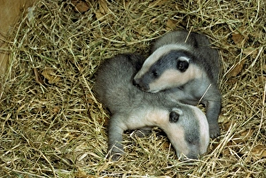 Badger Prints: Eurasian Badger (Meles meles) Two four week old cubs in sett