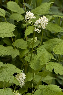 Iberia Prints: Eurasian Baneberry (Actaea spicata) flowering, Spanish Pyrenees, Spain, June