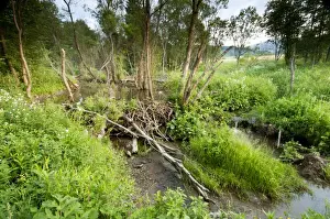 Flood Prints: Eurasian Beaver (Castor fiber) dam in flooded beaver pond habitat