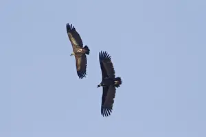 Eurasian Black Vulture (Aegypius monachus) and Eurasian Griffon Vulture (Gyps fulvus) two adults, in flight