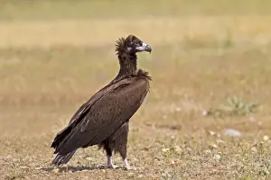 Eurasian Black Vulture (Aegypius monachus) juvenile, standing in field, Castilla y Leon, Spain, May