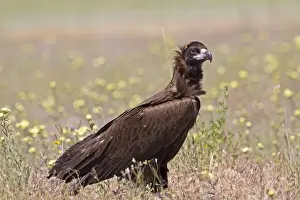 Eurasian Black Vulture (Aegypius monachus) juvenile, standing in field, Castilla y Leon, Spain, May