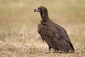 Iberia Prints: Eurasian Black Vulture (Aegypius monachus) juvenile