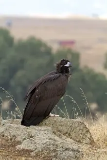 Steppes Prints: Eurasian Black Vulture (Aegypius monachus) juvenile