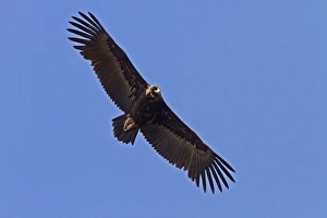 Vvulture Prints: Eurasian Black Vulture, juvenile bird. Extremadura, Spain