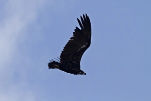 Eurasian Black Vulture, juvenile bird. Extremadura, Spain