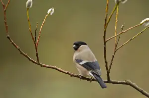 Eurasian Bullfinch (Pyrrhula pyrrhula) adult female, perched on twig with catkins, Sheffield, South Yorkshire, England, april