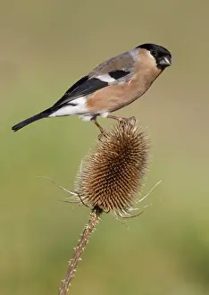 Eurasian Bullfinch (Pyrrhula pyrrhula) adult female, perched on teasel seedhead in garden, Leicestershire, England