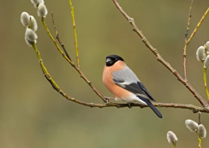 Eurasian Bullfinch (Pyrrhula pyrrhula) adult male, perched on twig with catkins, Sheffield, South Yorkshire, England, april