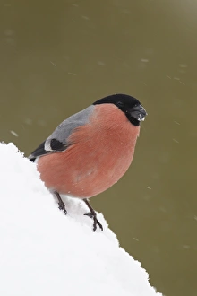 Eurasian Bullfinch (Pyrrhula pyrrhula) adult male, standing on mound of snow during light snow shower, Norway, winter