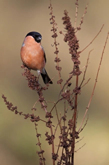 Eurasian Bullfinch (Pyrrhula pyrrhula) adult male, perched on dock seedhead, Peak District, Derbyshire, England, april