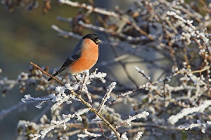 Eurasian Bullfinch (Pyrrhula pyrrhula) adult male, perched on frost covered twigs in hedgerow, Warwickshire, England, december