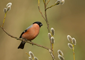 Eurasian Bullfinch (Pyrrhula pyrrhula) adult male, perched on twig with catkins, Sheffield, South Yorkshire, England, april