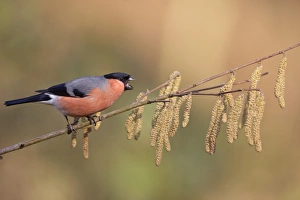 Eurasian Bullfinch (Pyrrhula pyrrhula) adult male, in aggressive display, perched on twig with catkins, Peak District, Derbyshire, England, april