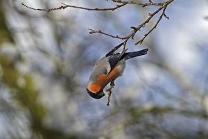 Eurasian Bullfinch (Pyrrhula pyrrhula) adult male, feeding on damson buds, Shropshire, England, march
