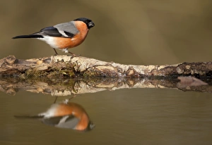 Eurasian Bullfinch (Pyrrhula pyrrhula) adult male, standing at edge of woodland pond with reflection, Sheffield
