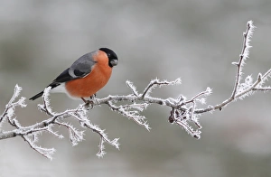 Eurasian Bullfinch (Pyrrhula pyrrhula) adult male, perched on frost covered hawthorn twig, Leicestershire, England