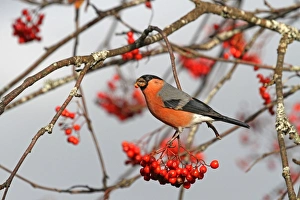 Eurasian Bullfinch (Pyrrhula pyrrhula) adult male, feeding on Rowan (Sorbus aucuparia) berries, Cairngorms N. P