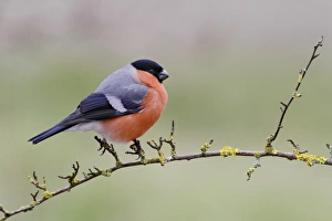 Eurasian Bullfinch (Pyrrhula pyrrhula) adult male, perched on lichen covered twig in garden, Leicestershire, England