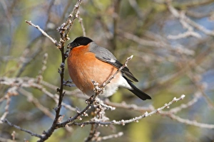 Pests Prints: Eurasian Bullfinch Pyrrhula pyrrhula adult male