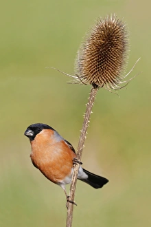 Eurasian Bullfinch (Pyrrhula pyrrhula) adult male, perched on teasel stem in garden, Leicestershire, England, February