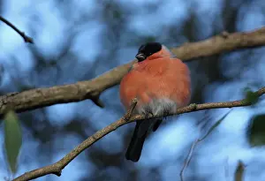 Eurasian Bullfinch (Pyrrhula pyrrhula pyrrhula) Northern Bullfinch, adult male, migrant, with feathers fluffed-up