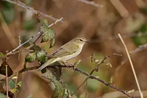 Eurasian Chiffchaff (Phylloscopus collybita) adult, perched on bramble stem, Warwickshire, England, April
